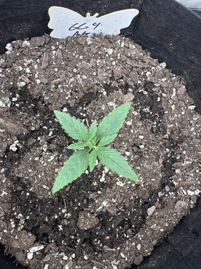 Seedlys GG4 Auto. Week 1