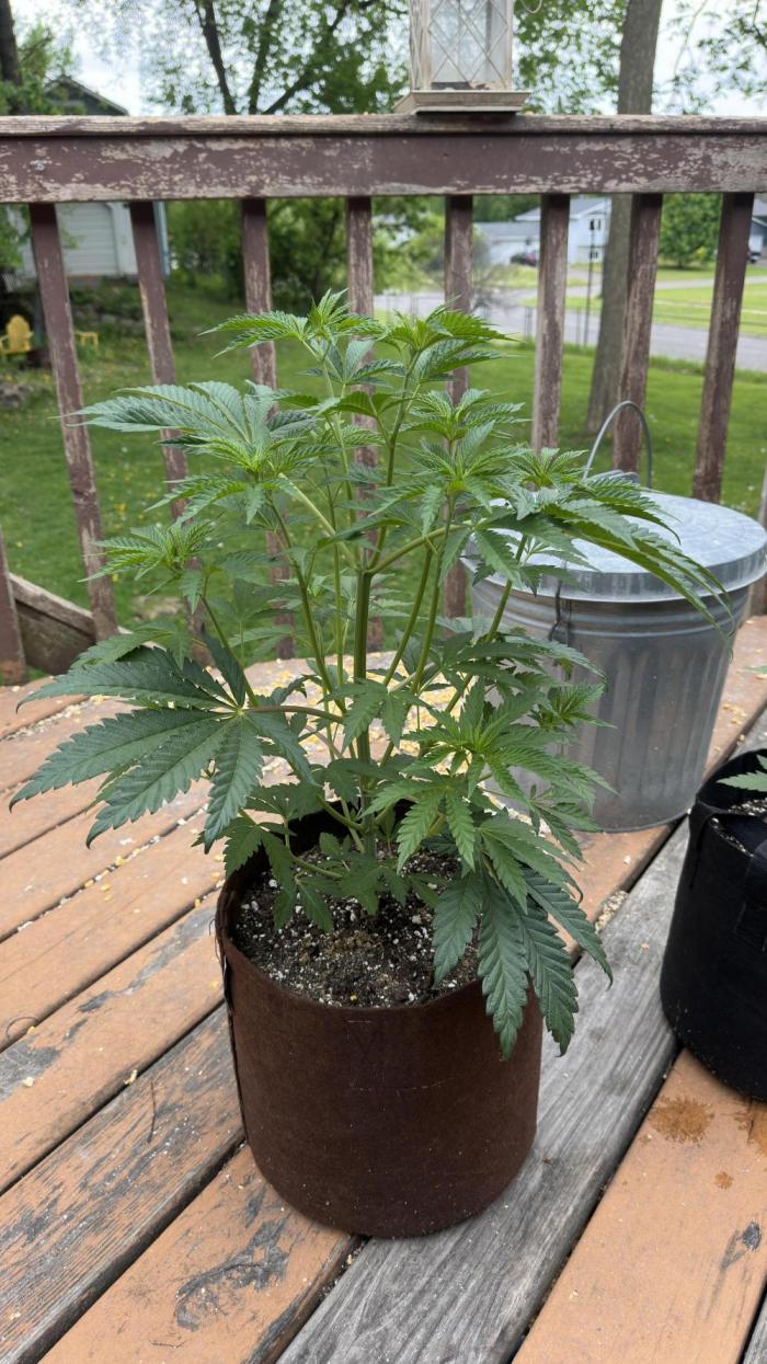 Strawberry OG Cookies. Week 5