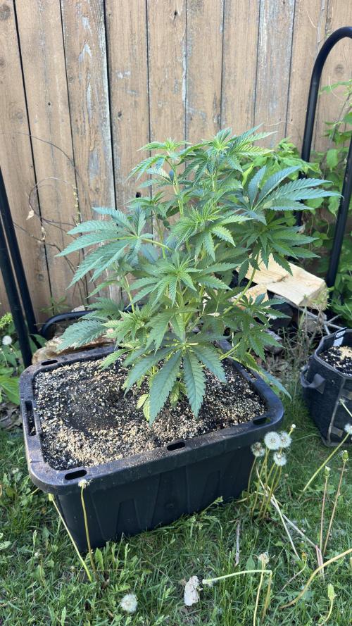 Strawberry OG Cookies. Week 5 - These are 2 days after transplant. Lookin incredible to me. 