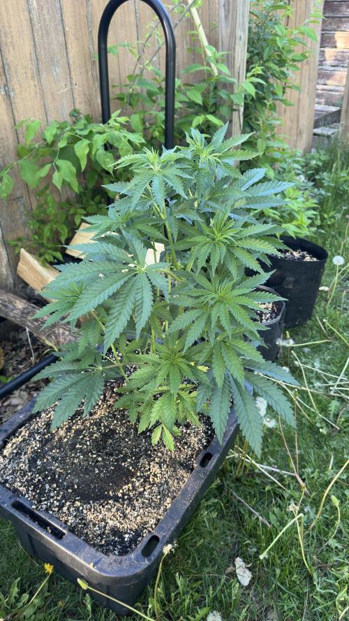 Strawberry OG Cookies. Week 5