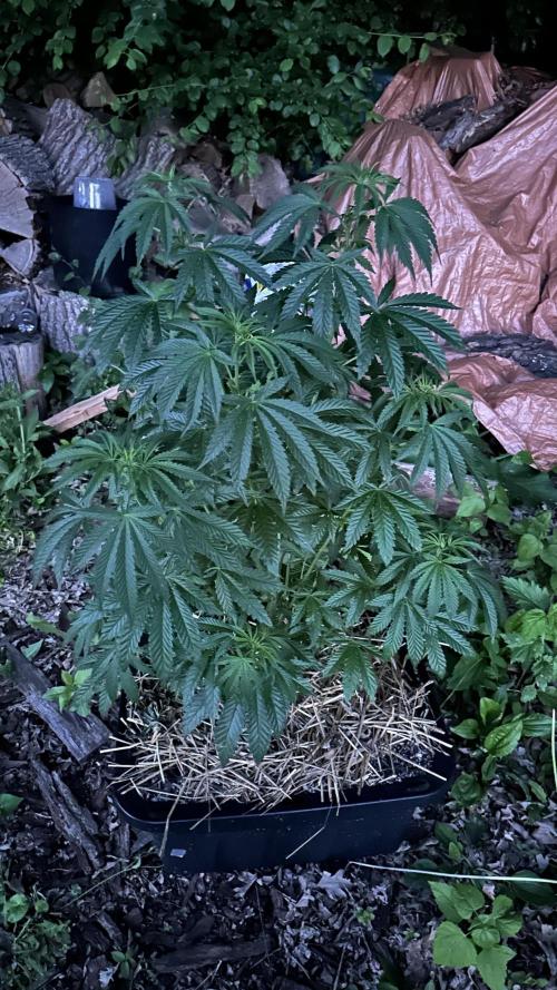 Strawberry Cookies OG R1. Week 7
