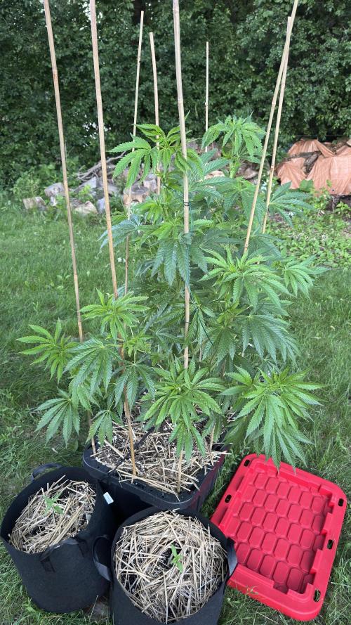 Strawberry Cookies OG R1. Week 9