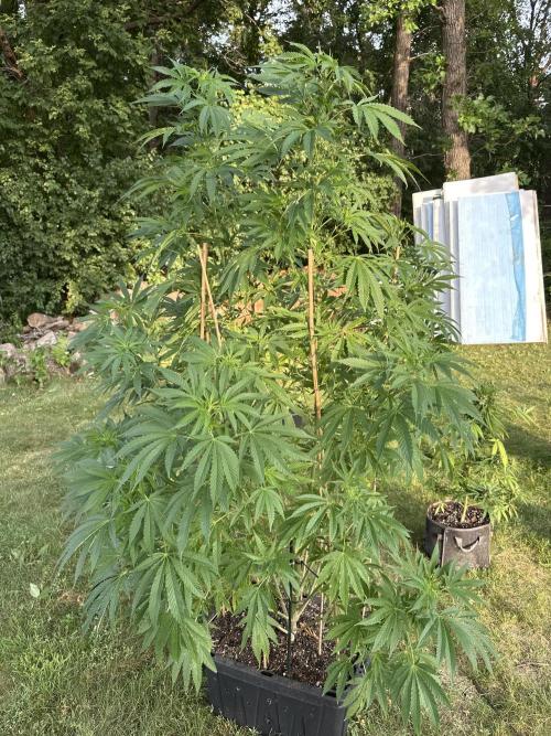 Strawberry Cookies OG R1. Week 14
