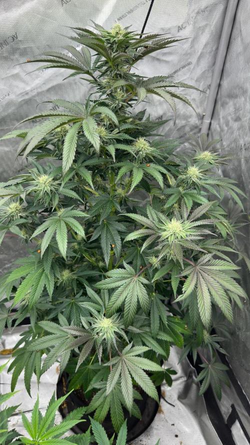 10th Planet R1. Week 5