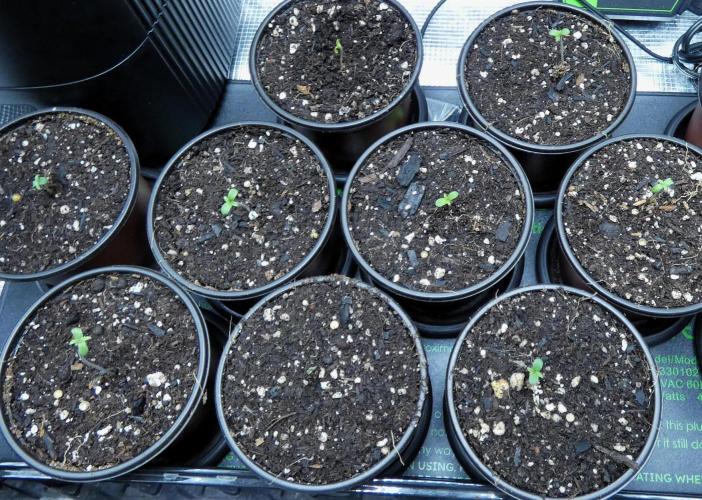 DubDub F1 hunting for F2 seeds. Week 0