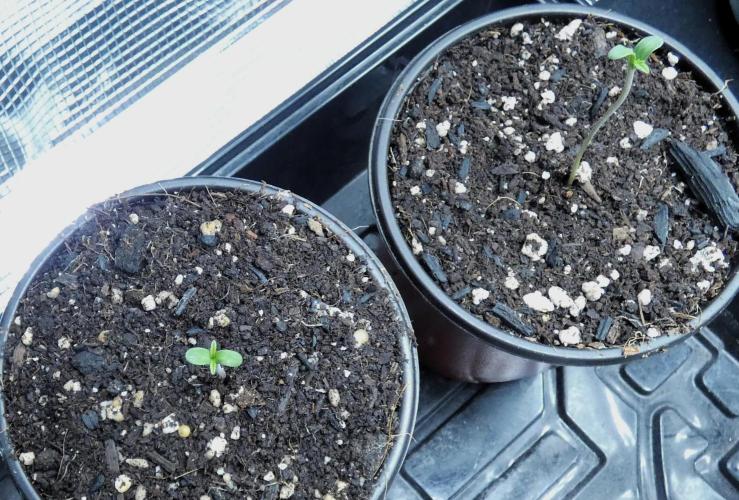 DubDub F1 hunting for F2 seeds. Week 0