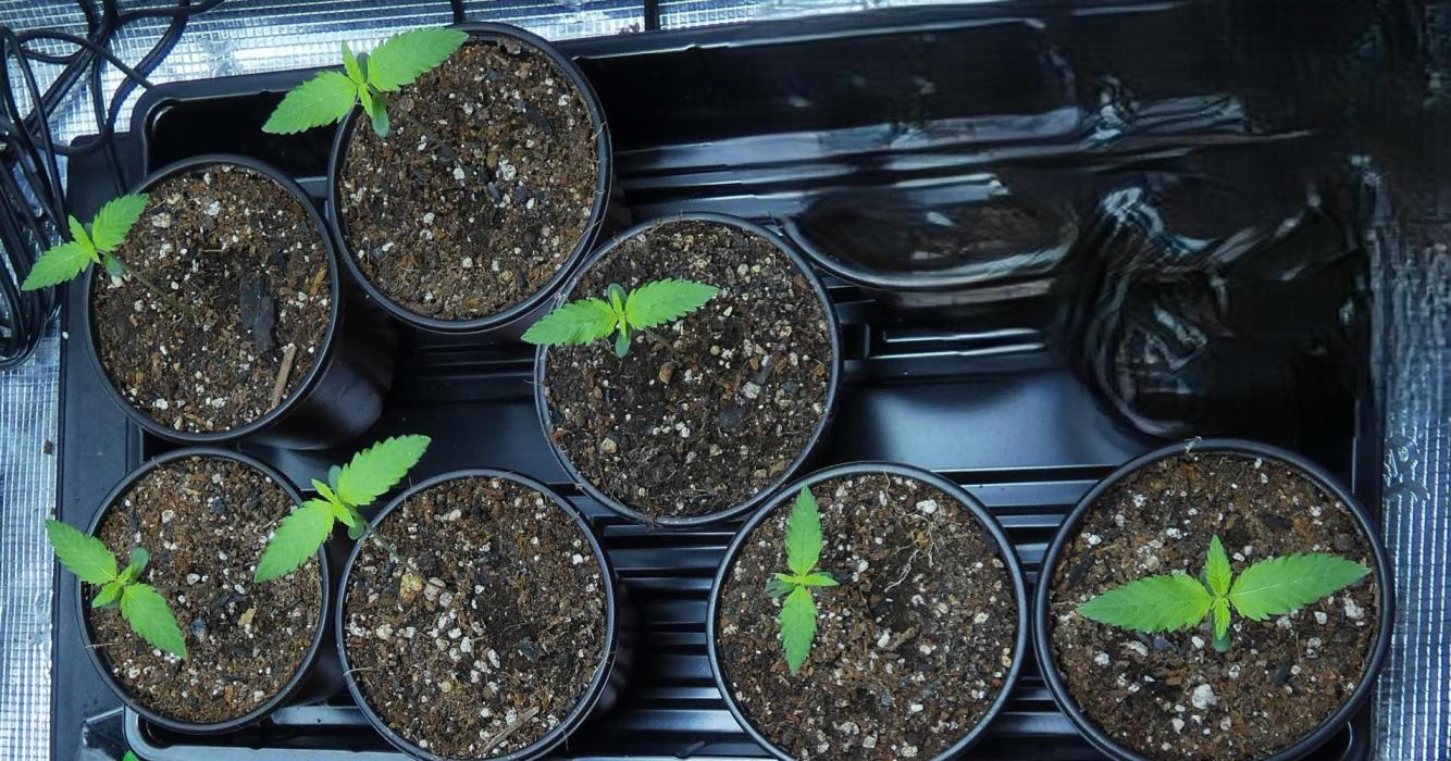 DubDub F1 hunting for F2 seeds. Week 1