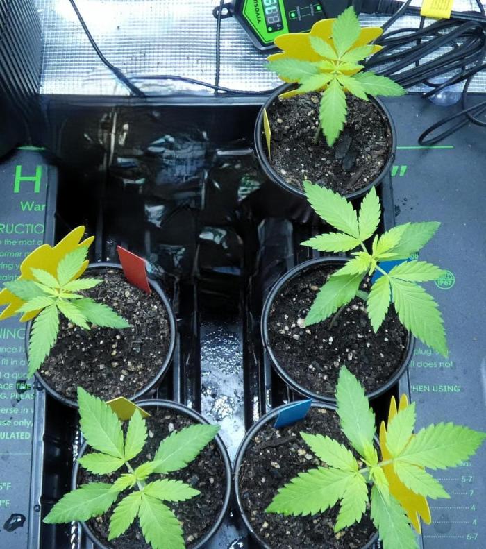 DubDub F1 hunting for F2 seeds. Week 2