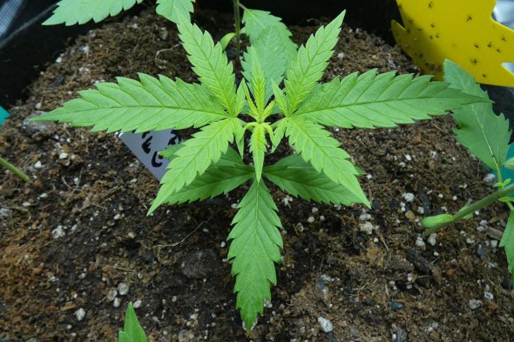 DubDub F1 hunting for F2 seeds. Week 3