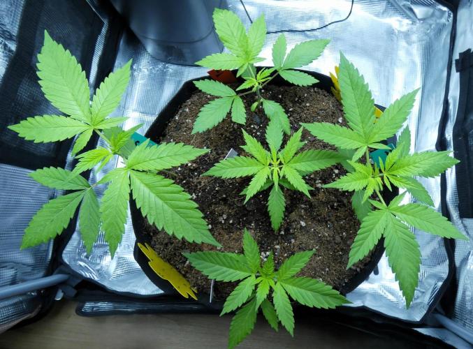 DubDub F1 hunting for F2 seeds. Week 3