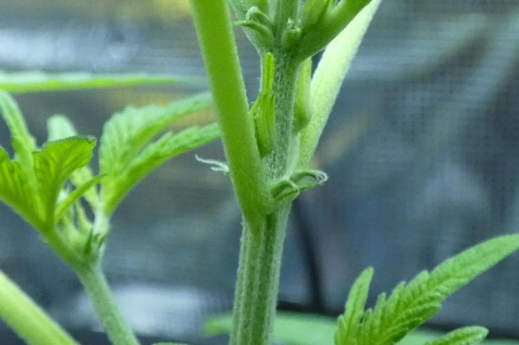 F1 hunting for F2 seeds. Week 4 - Vamp Slayer's Pistils