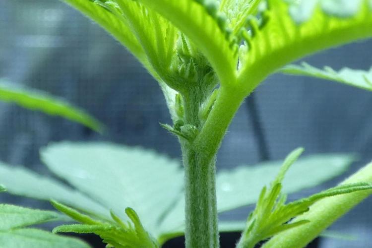 F1 hunting for F2 seeds. Week 4 - Mugsy's balls