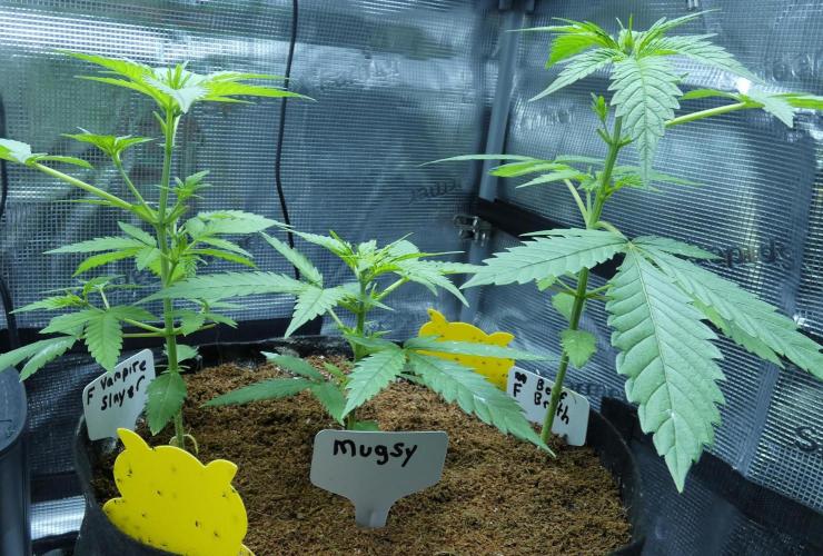 F1 hunting for F2 seeds. Week 4