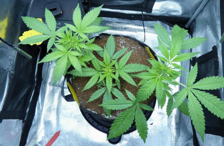 F1 hunting for F2 seeds. Week 4