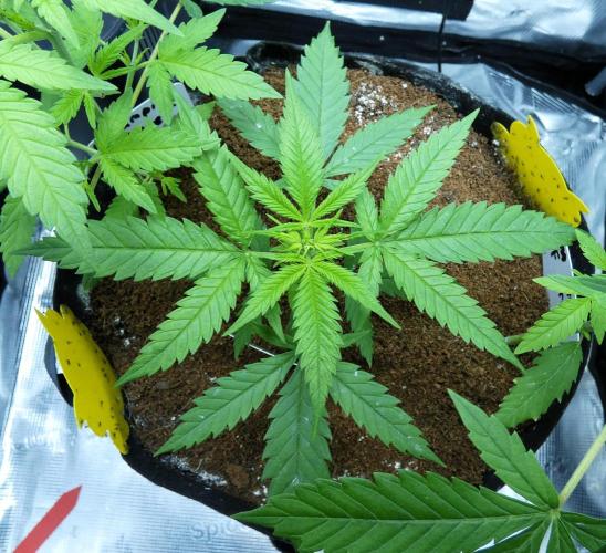 F1 hunting for F2 seeds. Week 4 - Mugsy