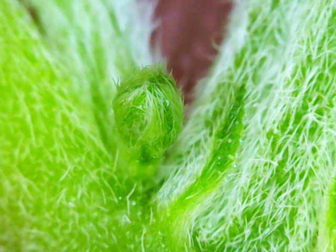 F1 hunting for F2 seeds. Week 4 - Mugsy's pollen sack