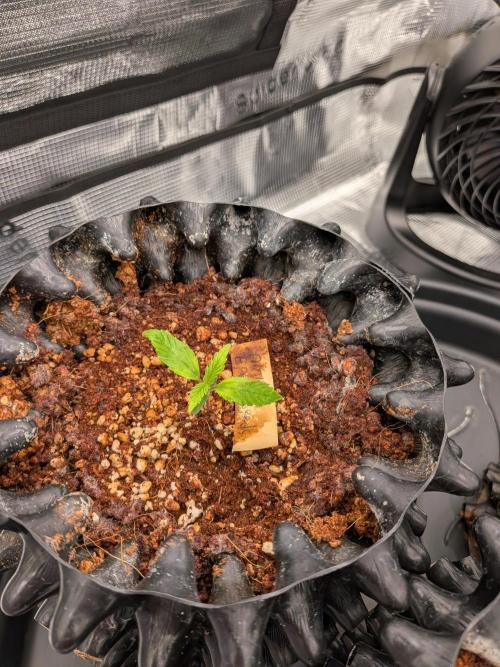 First grow diary. Week 1