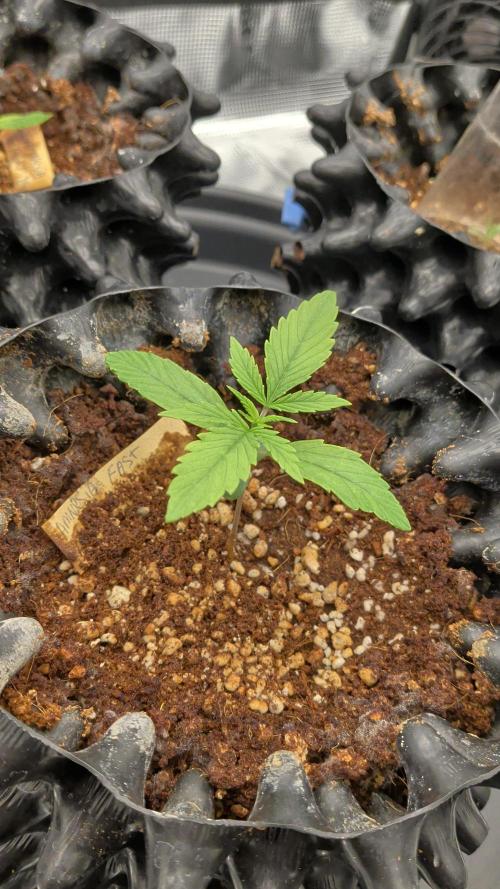 First grow diary. Week 1