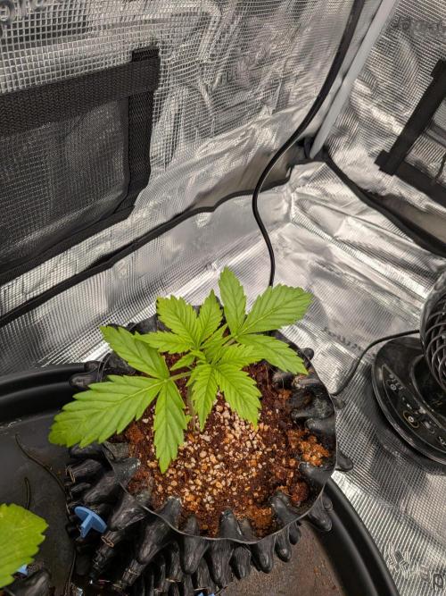 First grow diary. Week 2