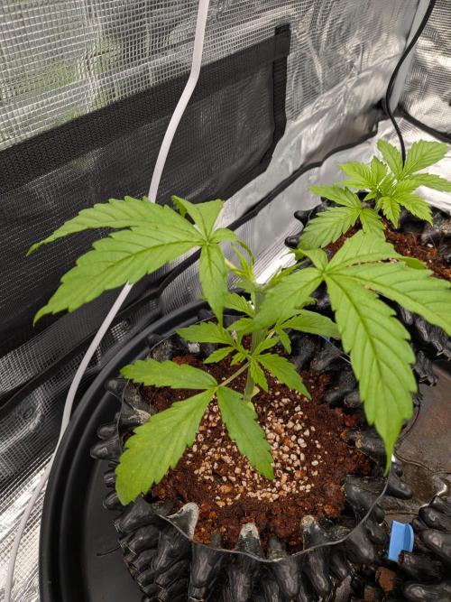 First grow diary. Week 2