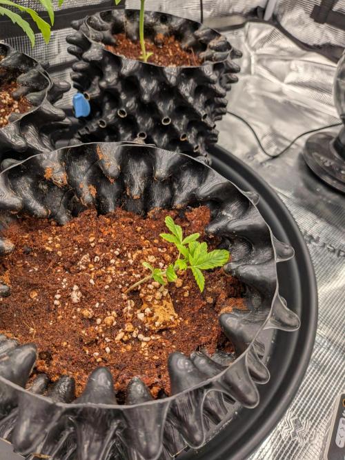 First grow diary. Week 2