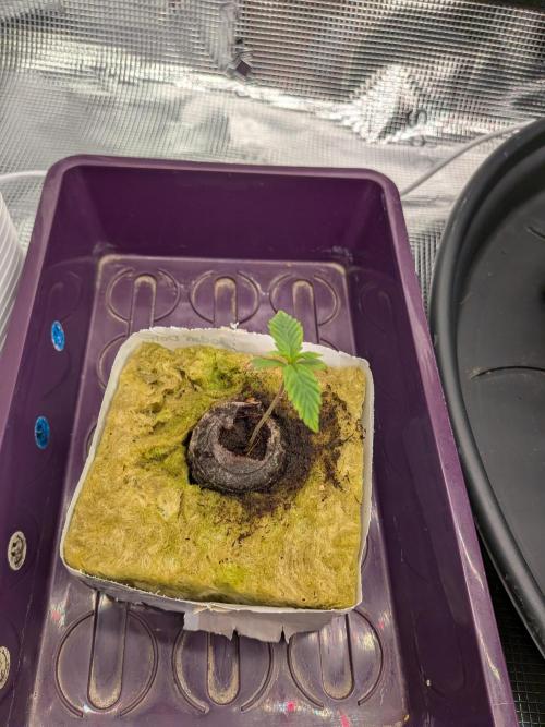 First grow diary. Week 2