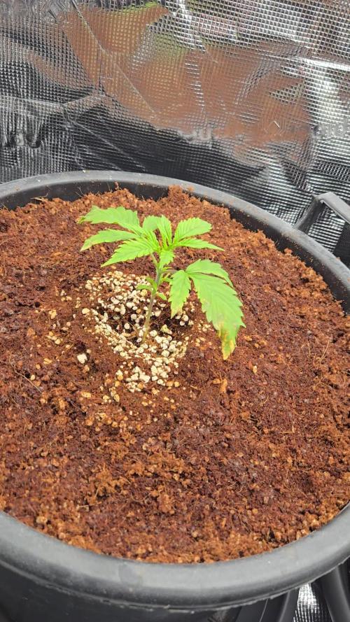 First grow diary