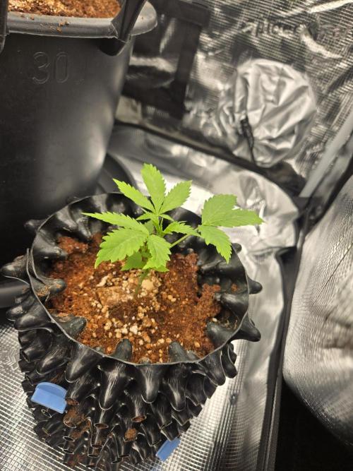 First grow diary. Week 3