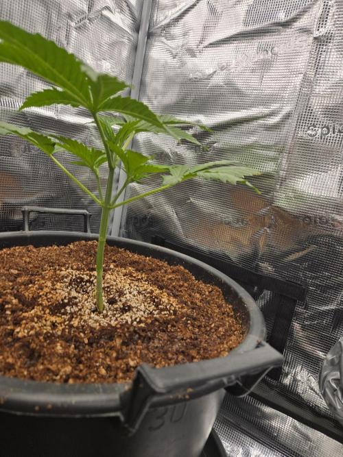 First grow diary. Week 3