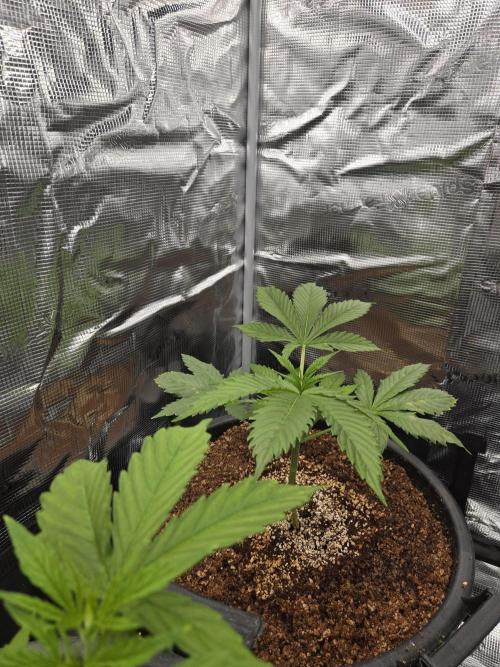 First grow diary. Week 3