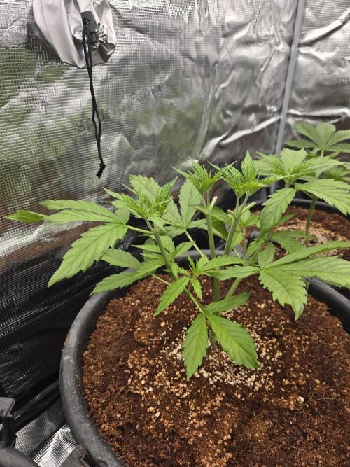 First grow diary. Week 3