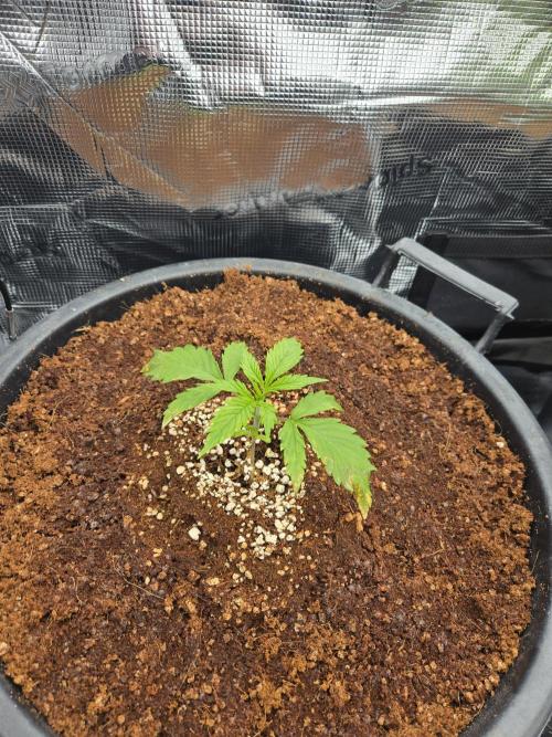 First grow diary. Week 3