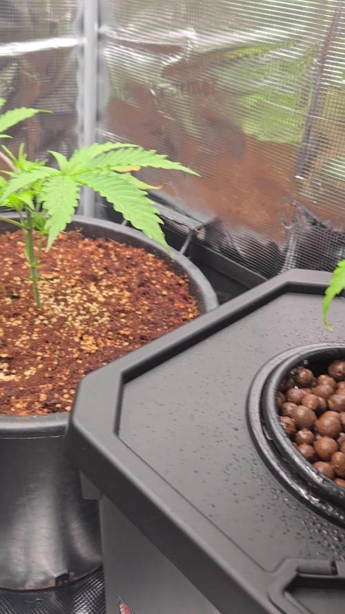 First grow diary