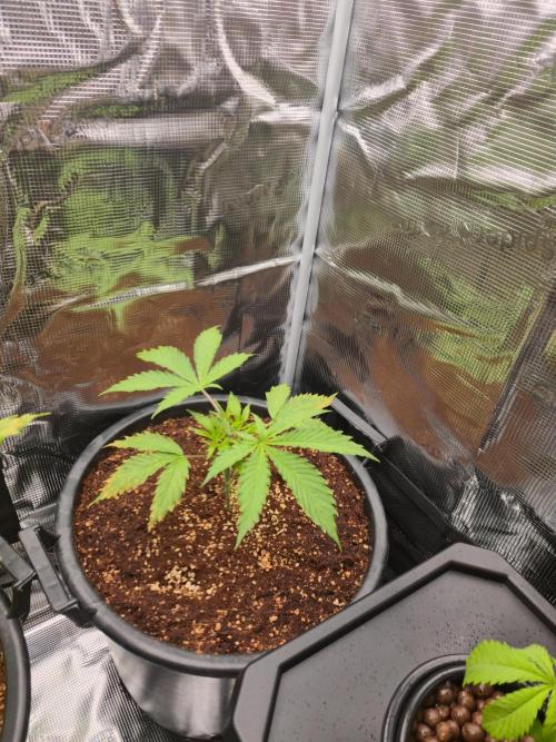 First grow diary. Week 4