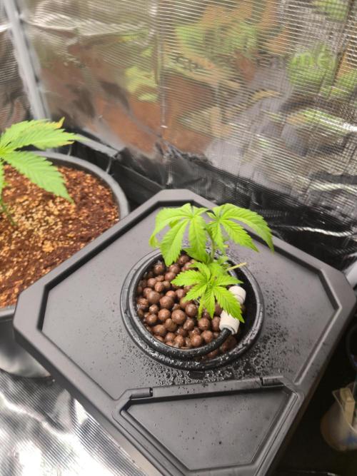 First grow diary. Week 4