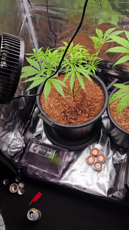 First grow diary