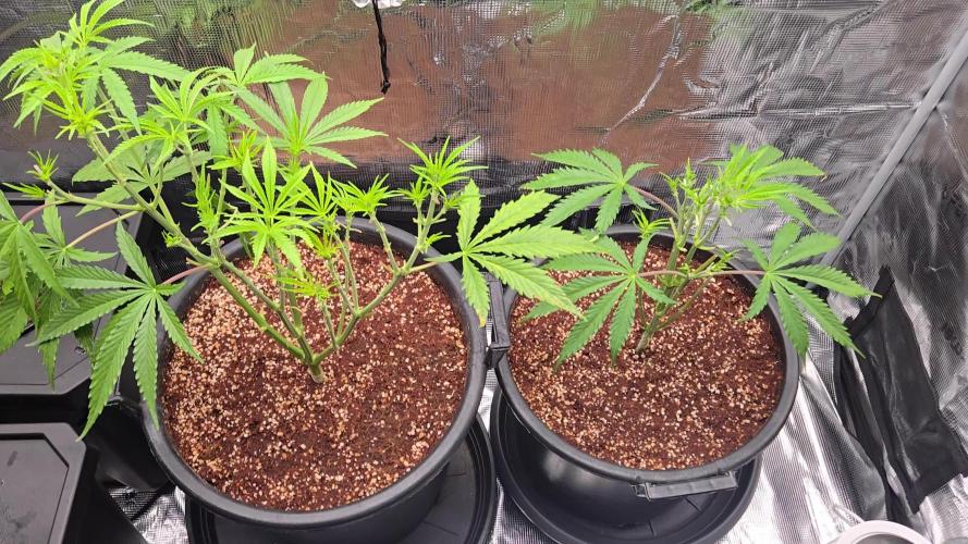 First grow diary