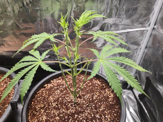 First grow diary. Week 6