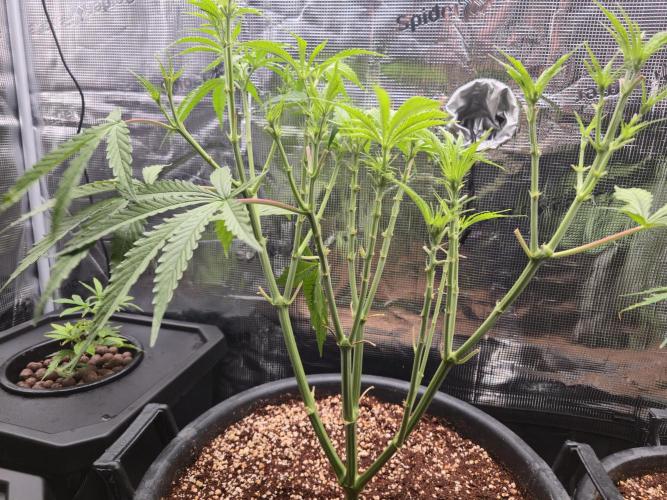 First grow diary. Week 6
