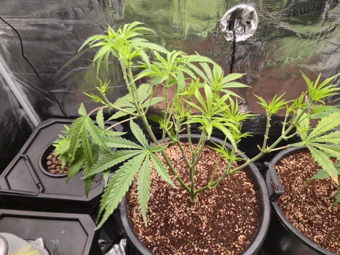First grow diary. Week 6