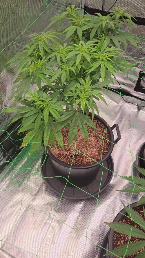 First grow diary