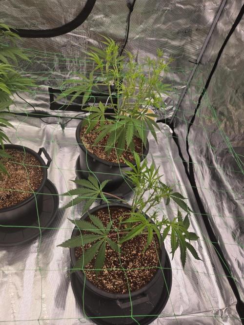 First grow diary. Week 7