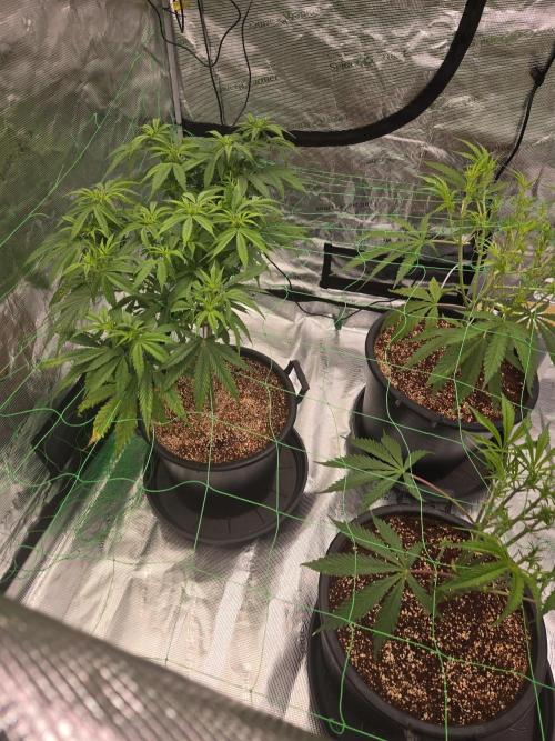 First grow diary. Week 7