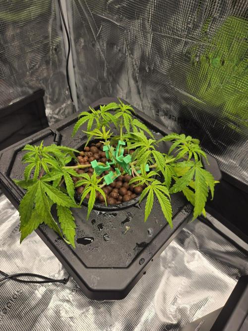 First dwc grow. Week 1
