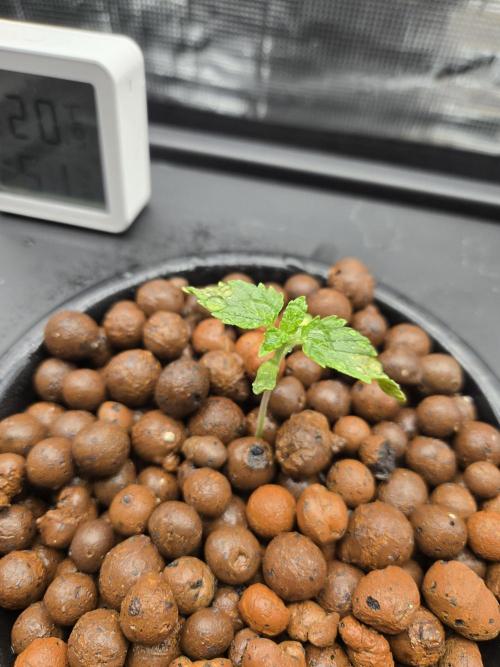 First dwc grow. Week 1