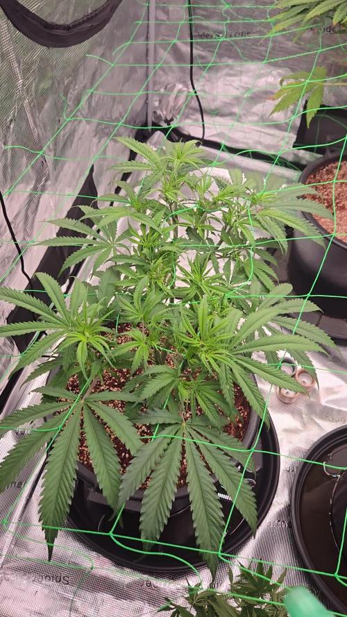 First grow diary