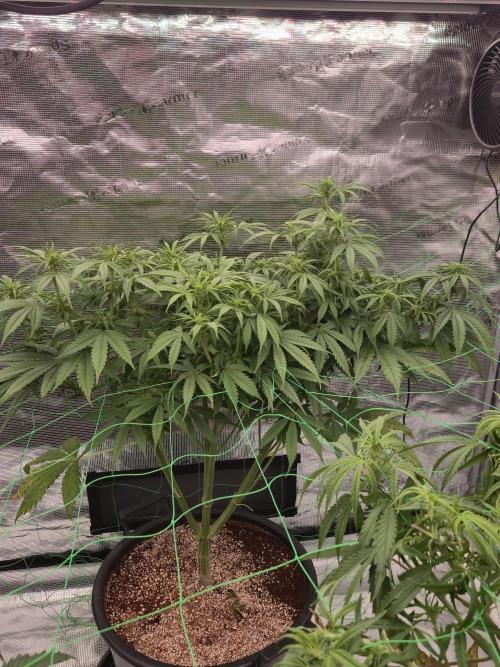 First grow diary. Week 8