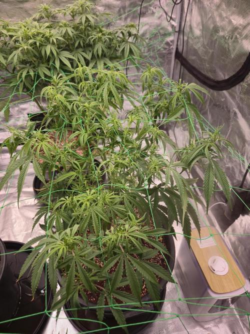 First grow diary. Week 8