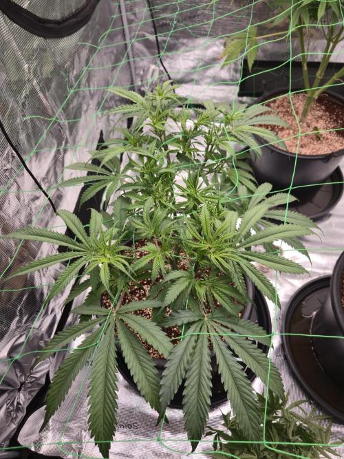 First grow diary. Week 8