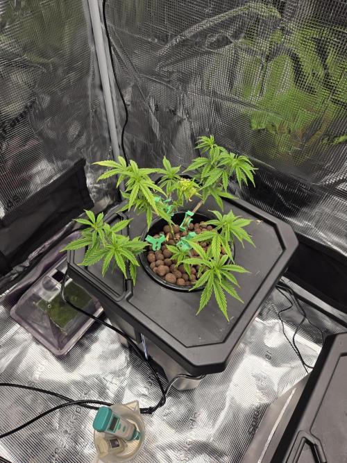First dwc grow. Week 2